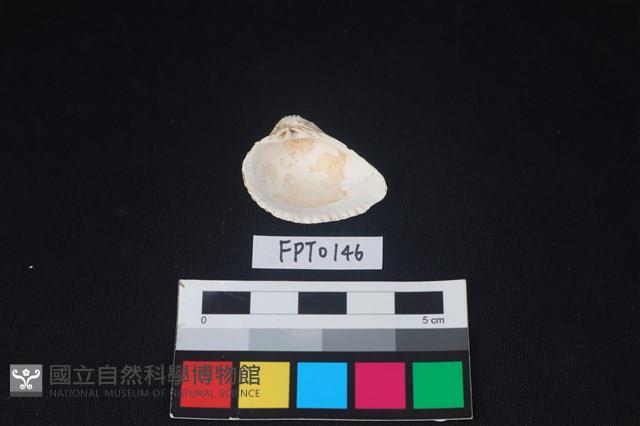貝殼藏品圖，第2張