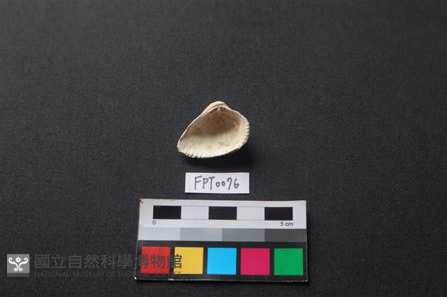 貝殼藏品圖，第2張
