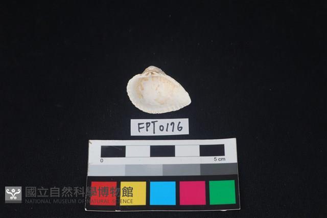 貝殼藏品圖，第2張