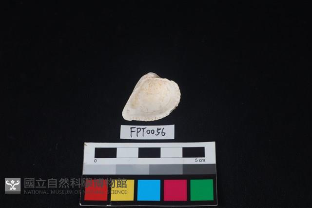 貝殼藏品圖，第2張