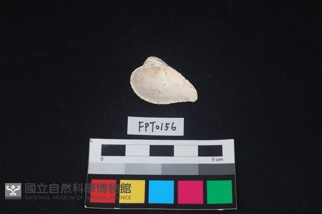 貝殼藏品圖，第2張