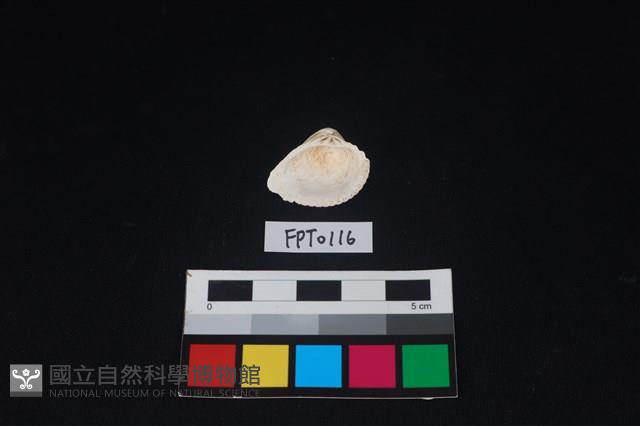 貝殼藏品圖，第2張