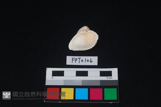 貝殼藏品圖，第2張