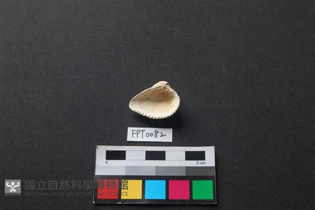 貝殼藏品圖，第2張