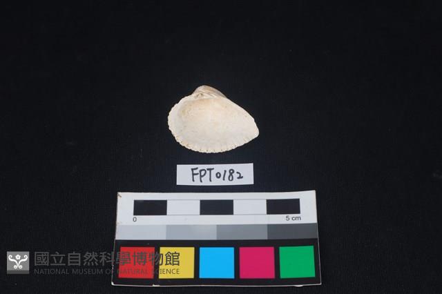 貝殼藏品圖，第2張