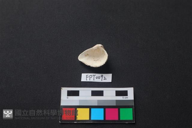 貝殼藏品圖，第2張