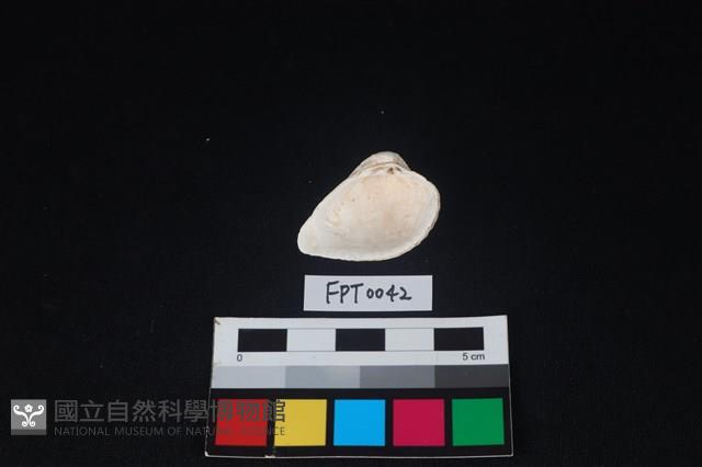 貝殼藏品圖，第2張