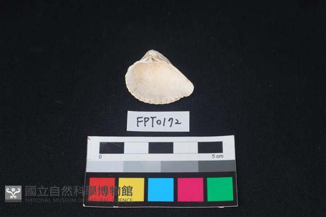 貝殼藏品圖，第2張