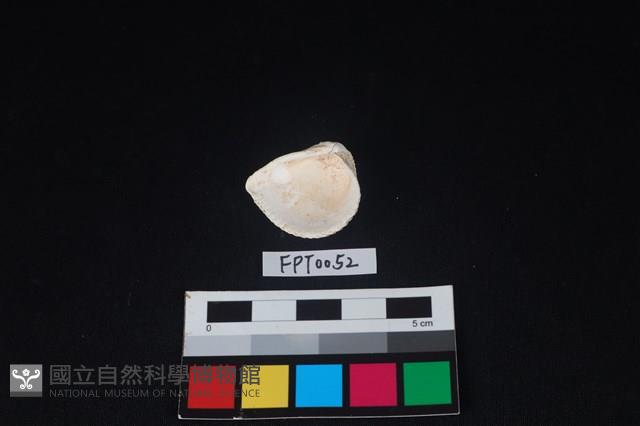 貝殼藏品圖，第2張