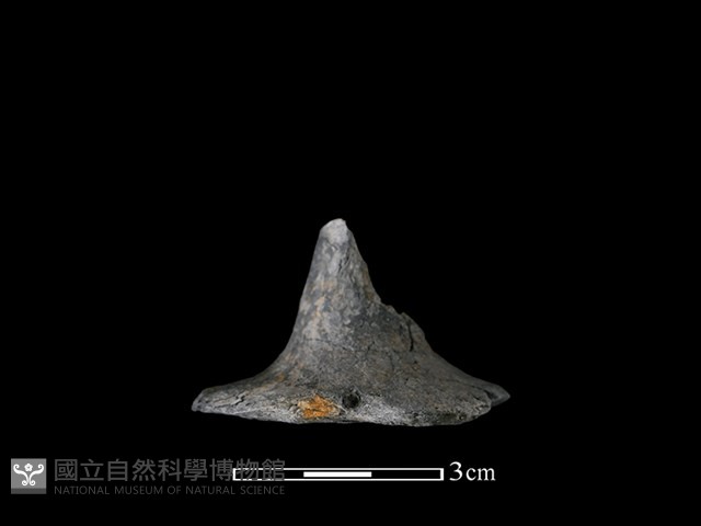 紡輪藏品圖，第2張