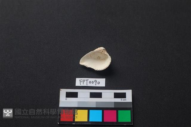 貝殼藏品圖，第2張