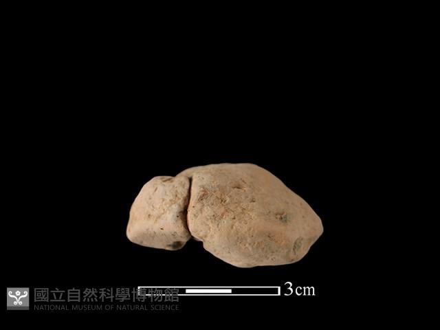 紡輪藏品圖，第2張