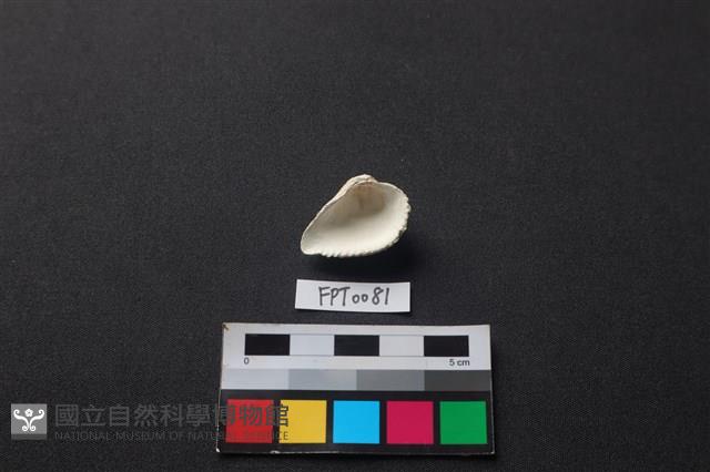 貝殼藏品圖，第2張