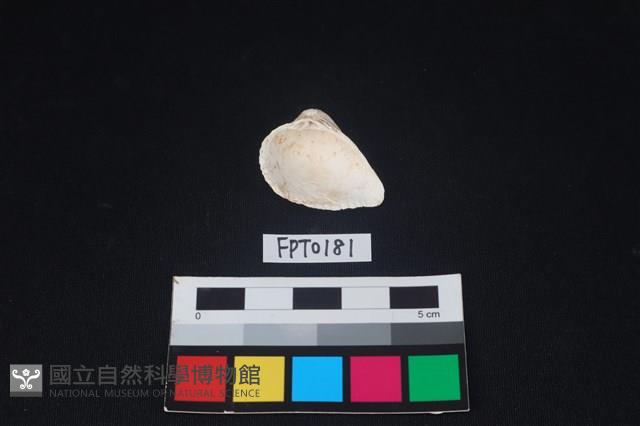 貝殼藏品圖，第2張