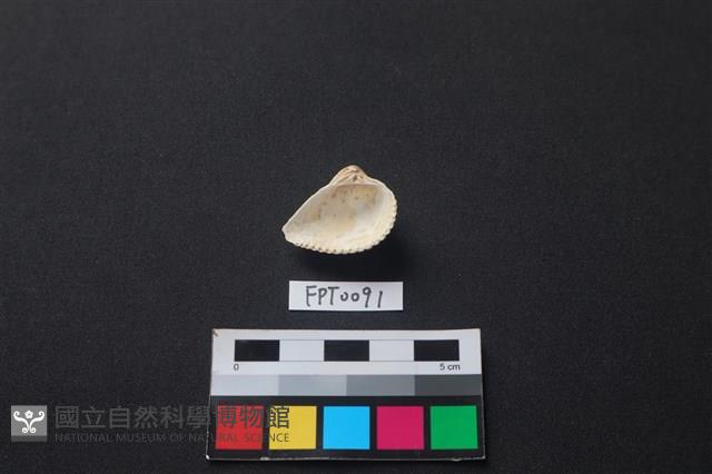 貝殼藏品圖，第2張