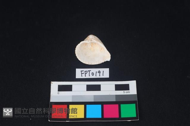 貝殼藏品圖，第2張