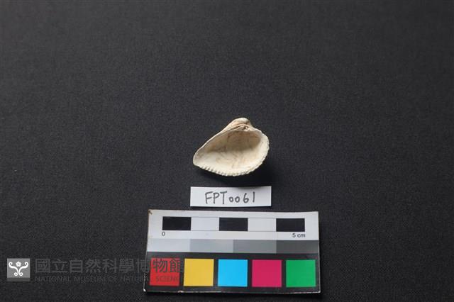 貝殼藏品圖，第2張
