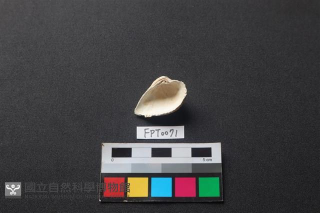 貝殼藏品圖，第2張