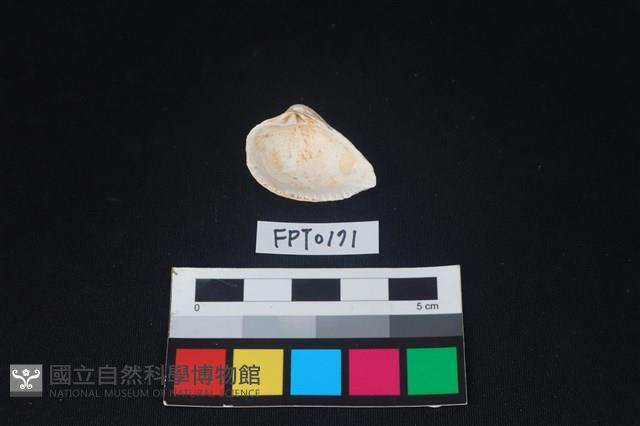 貝殼藏品圖，第2張