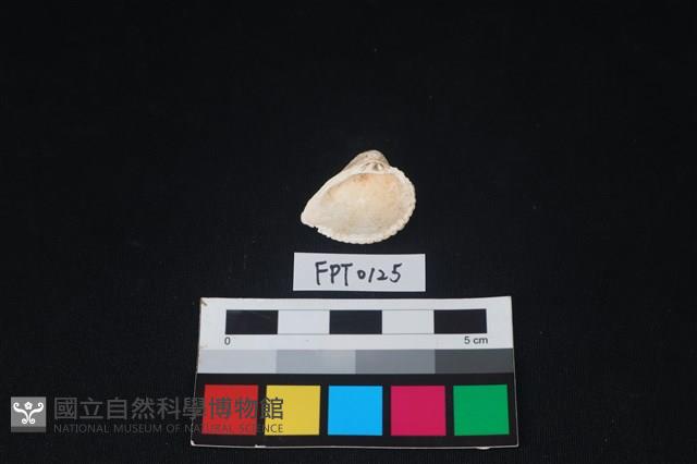貝殼藏品圖，第2張