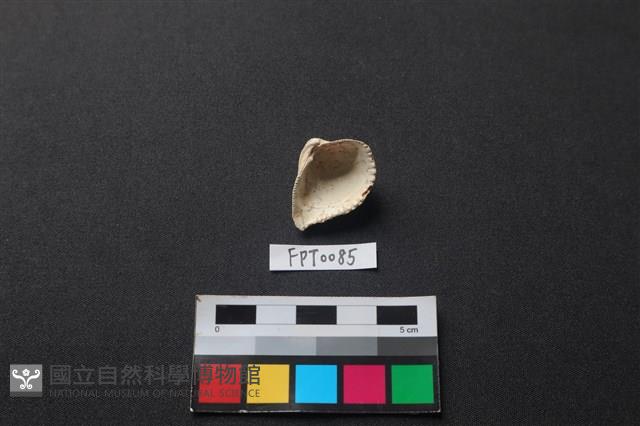 貝殼藏品圖，第2張