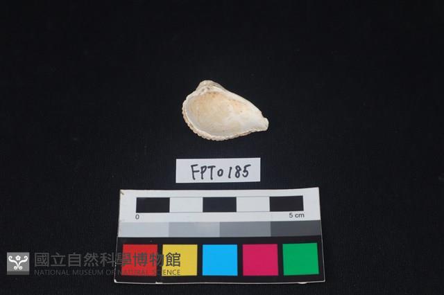 貝殼藏品圖，第2張