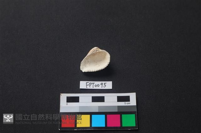 貝殼藏品圖，第2張