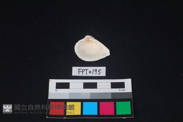 貝殼藏品圖，第2張