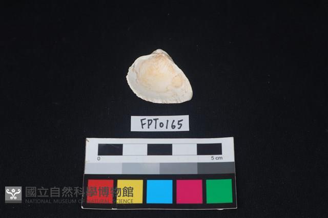 貝殼藏品圖，第2張