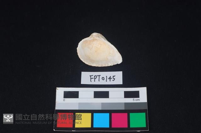 貝殼藏品圖，第2張