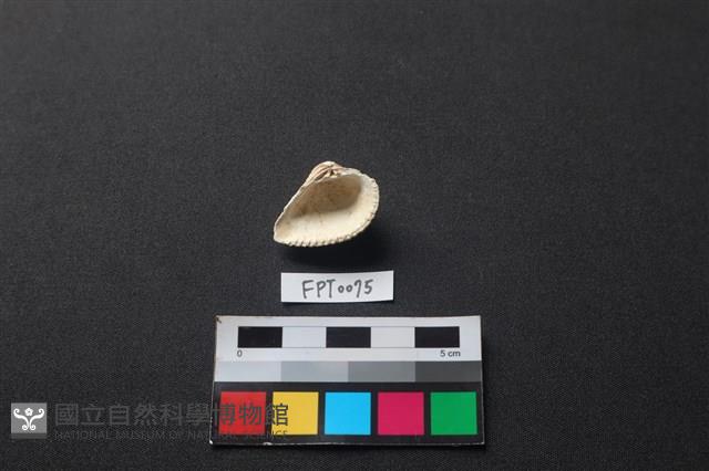 貝殼藏品圖，第2張