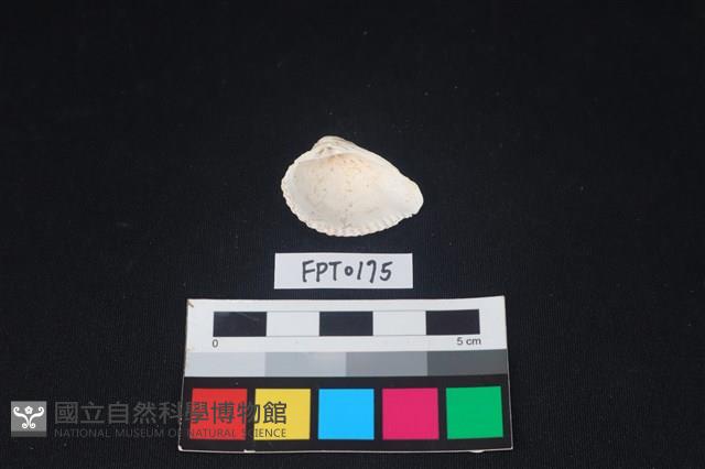 貝殼藏品圖，第2張