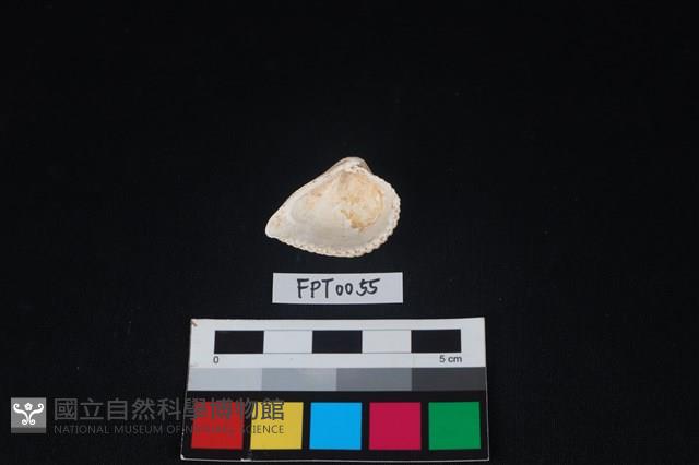 貝殼藏品圖，第2張