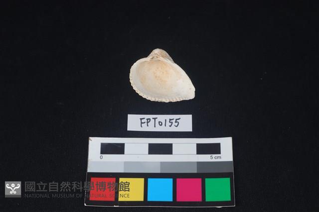貝殼藏品圖，第2張