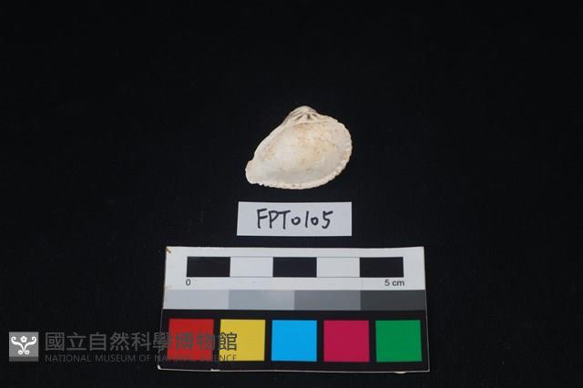 貝殼藏品圖，第2張