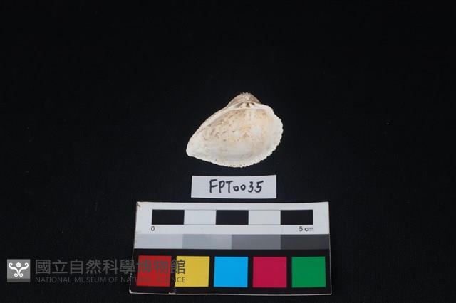 貝殼藏品圖，第2張