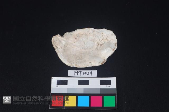 貝殼藏品圖，第2張
