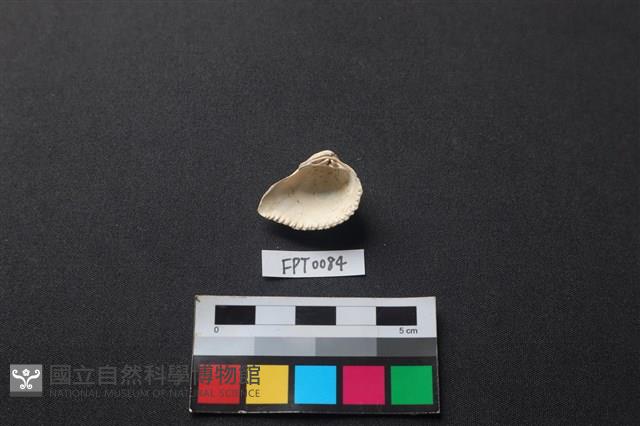 貝殼藏品圖，第2張
