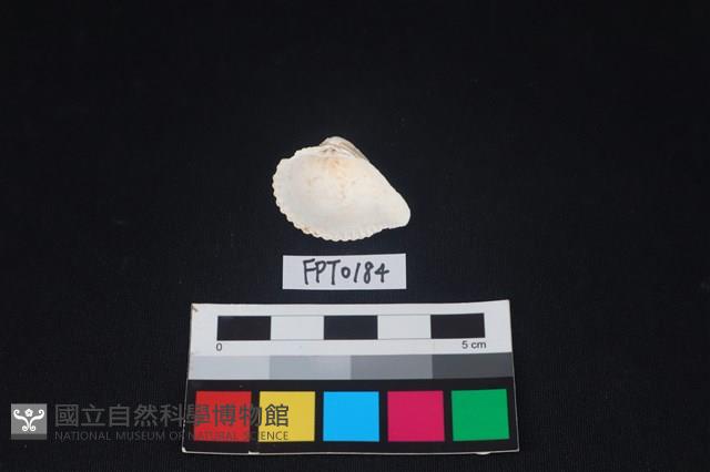 貝殼藏品圖，第2張