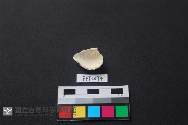貝殼藏品圖，第2張