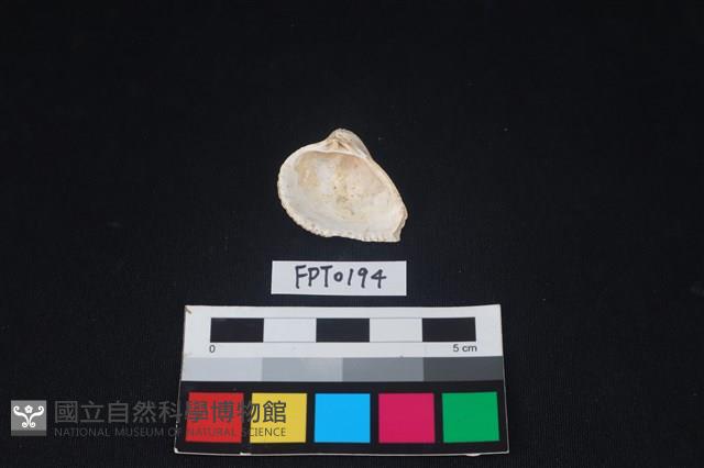 貝殼藏品圖，第2張