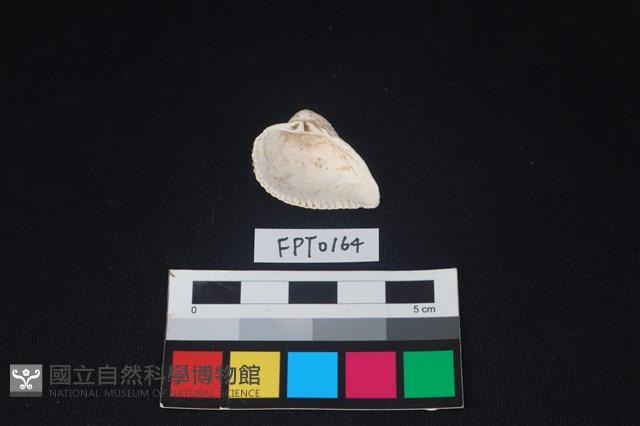 貝殼藏品圖，第2張