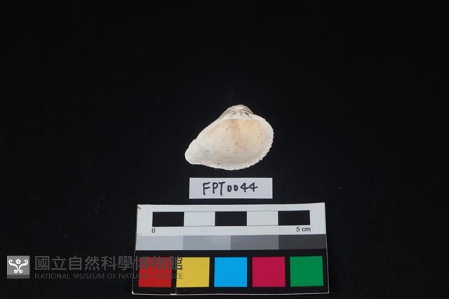 貝殼藏品圖，第2張