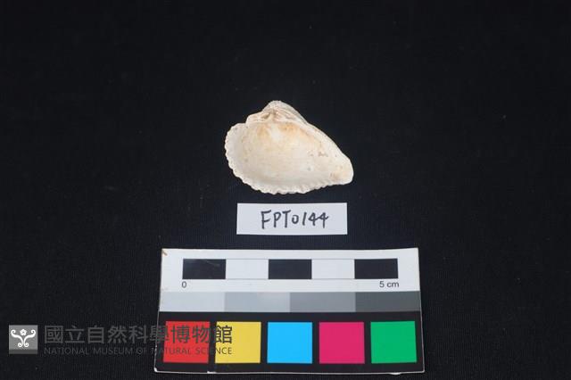 貝殼藏品圖，第2張