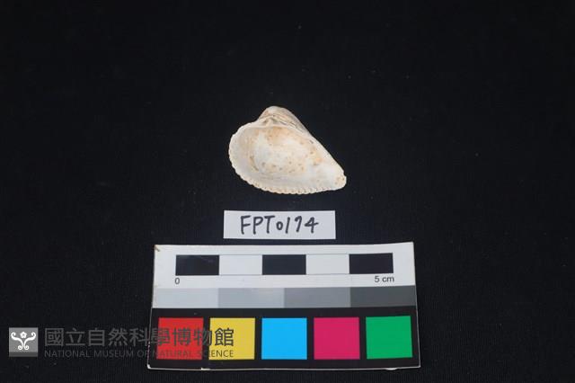 貝殼藏品圖，第2張