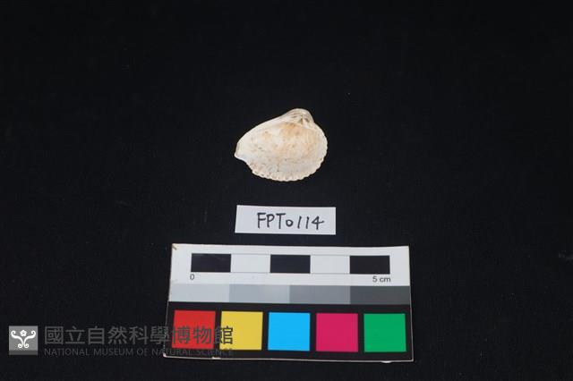 貝殼藏品圖，第2張