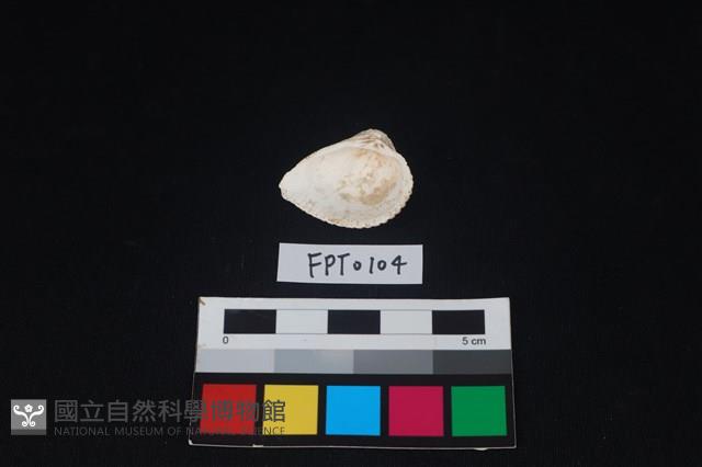 貝殼藏品圖，第2張
