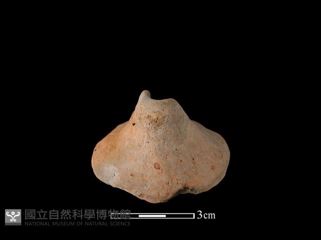 紡輪藏品圖，第2張