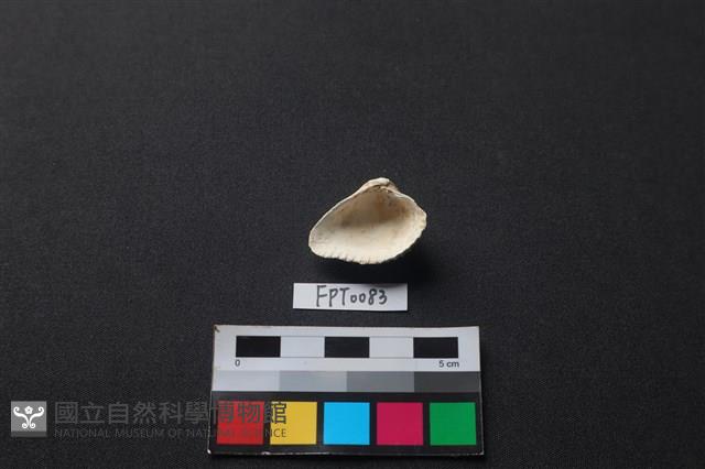 貝殼藏品圖，第2張