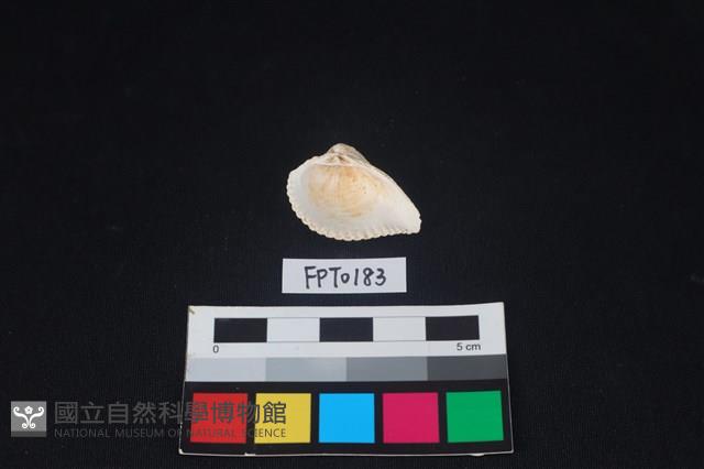 貝殼藏品圖，第2張